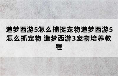 造梦西游5怎么捕捉宠物造梦西游5怎么抓宠物 造梦西游3宠物培养教程